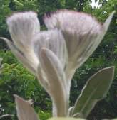 Oldeburgia grandis flower heads